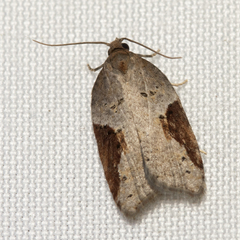 Acleris macdunnoughi