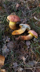 Rheubarbariboletus persicolor