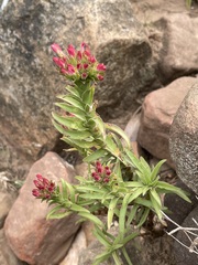 Crassula coccinea