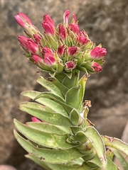 Crassula coccinea