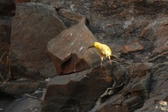 Ptilotula flavescens