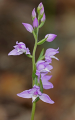 Cephalanthera rubra