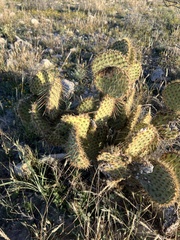 Opuntia strigil