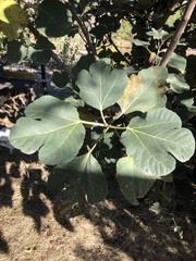 Ficus carica