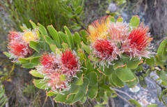 Leucospermum oleifolium