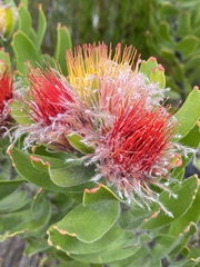 Leucospermum oleifolium