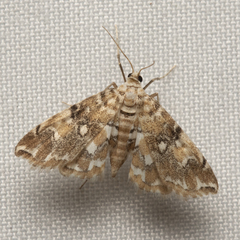 Elophila icciusalis