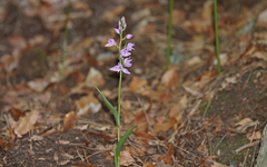 Cephalanthera rubra