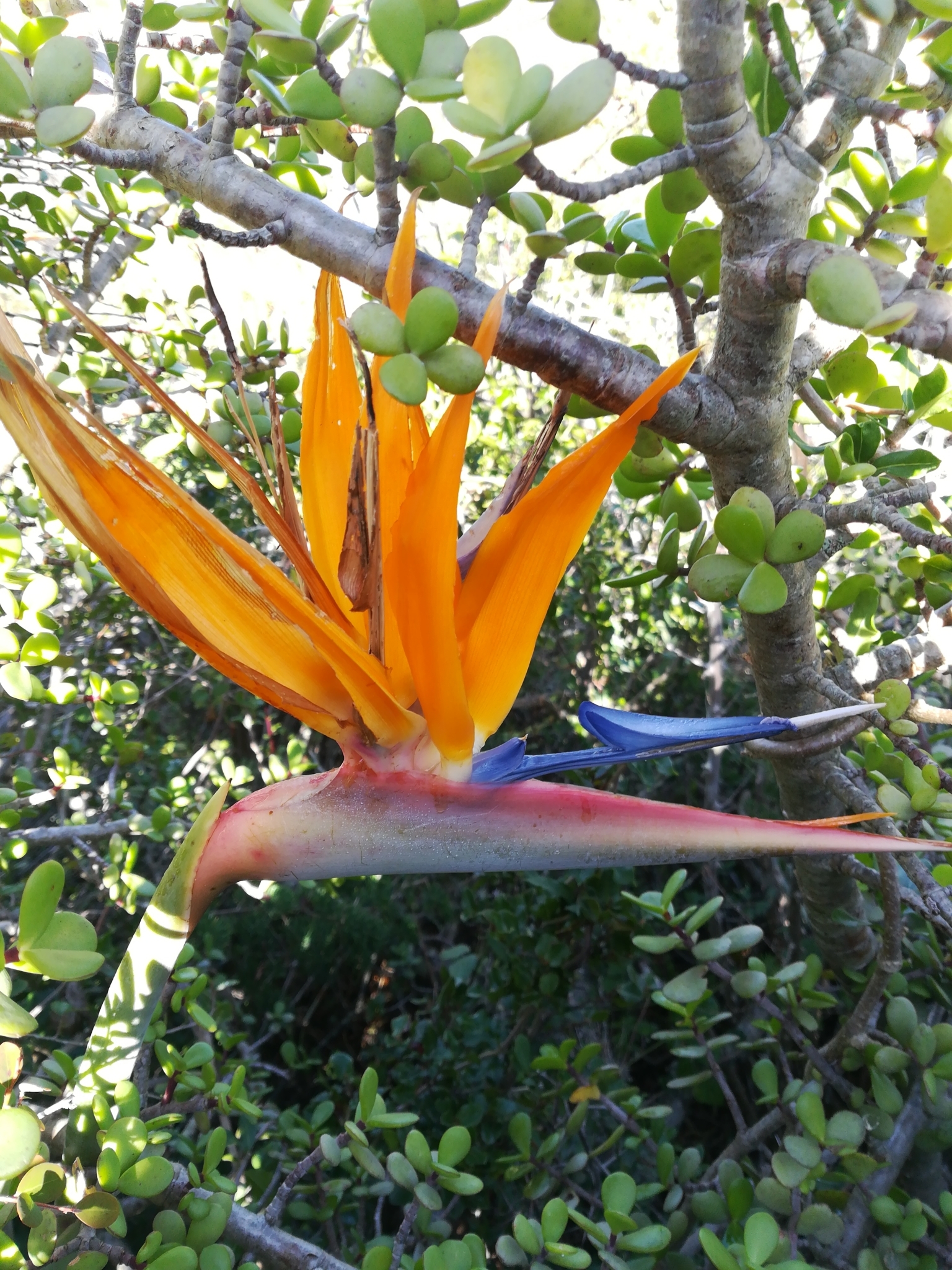 Flor de Ave del Paraíso (Strelitzia reginae) · NaturaLista Mexico