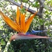 Common Bird-of-paradise Flower - Photo (c) Alexander de Gouveia, some rights reserved (CC BY-NC), uploaded by Alexander de Gouveia