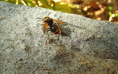 Brachygastra