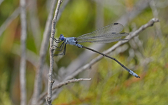 Lestes macrostigma