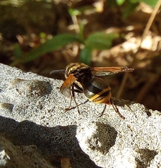 Brachygastra
