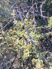Condalia warnockii