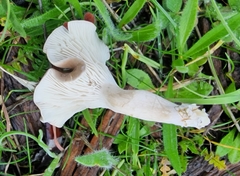 Clitocybe vibecina