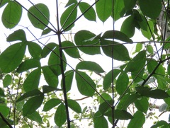 Manihot caerulescens