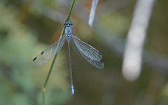 Lestes macrostigma