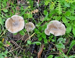 Clitocybe vibecina