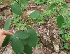 Manihot caerulescens