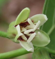 Manihot caerulescens