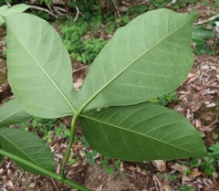 Manihot caerulescens