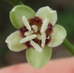 Manihot caerulescens