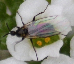 Scatopse notata