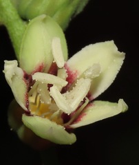 Manihot caerulescens