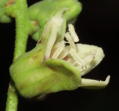 Manihot caerulescens