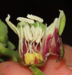 Manihot caerulescens