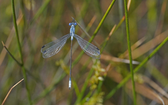 Lestes macrostigma