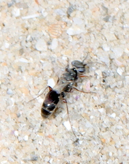 Miscophini