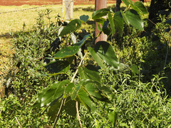 Bauhinia forficata