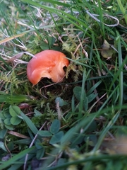 Cuphophyllus pratensis