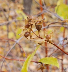 Philadelphus lewisii
