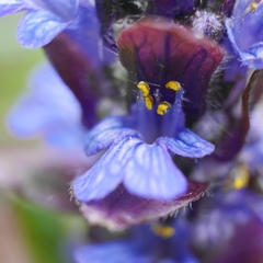 Ajuga reptans