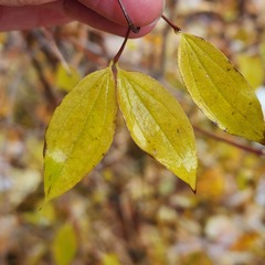 Philadelphus lewisii