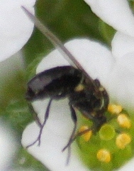 Scatopse notata