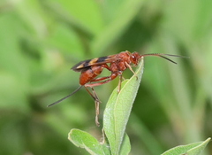 Compsocryptus texensis