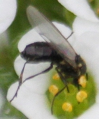 Scatopse notata