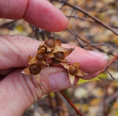Philadelphus lewisii