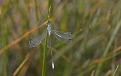 Lestes macrostigma