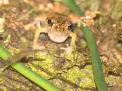 Pristimantis inguinalis