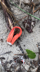 Clathrus columnatus