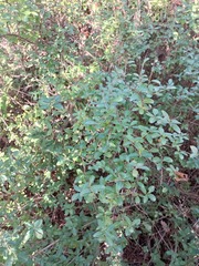 Ligustrum vulgare