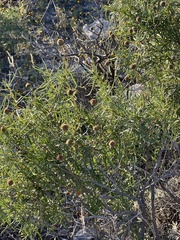 Sidneya tenuifolia