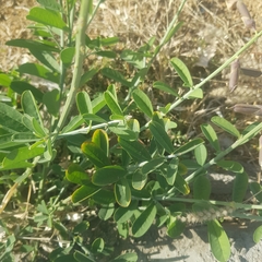 Crotalaria