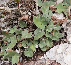 Lytoneuron ornithopus