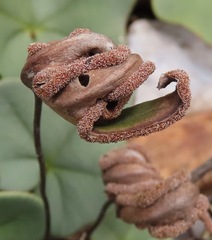 Lytoneuron ornithopus