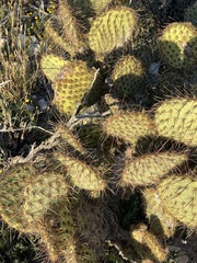 Opuntia strigil